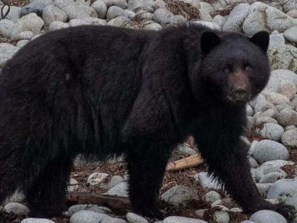 Backwater Bears & Whale watching Excursion - 1